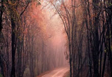 乐鱼体育app-法国队完胜日本队，樊振东高光表现